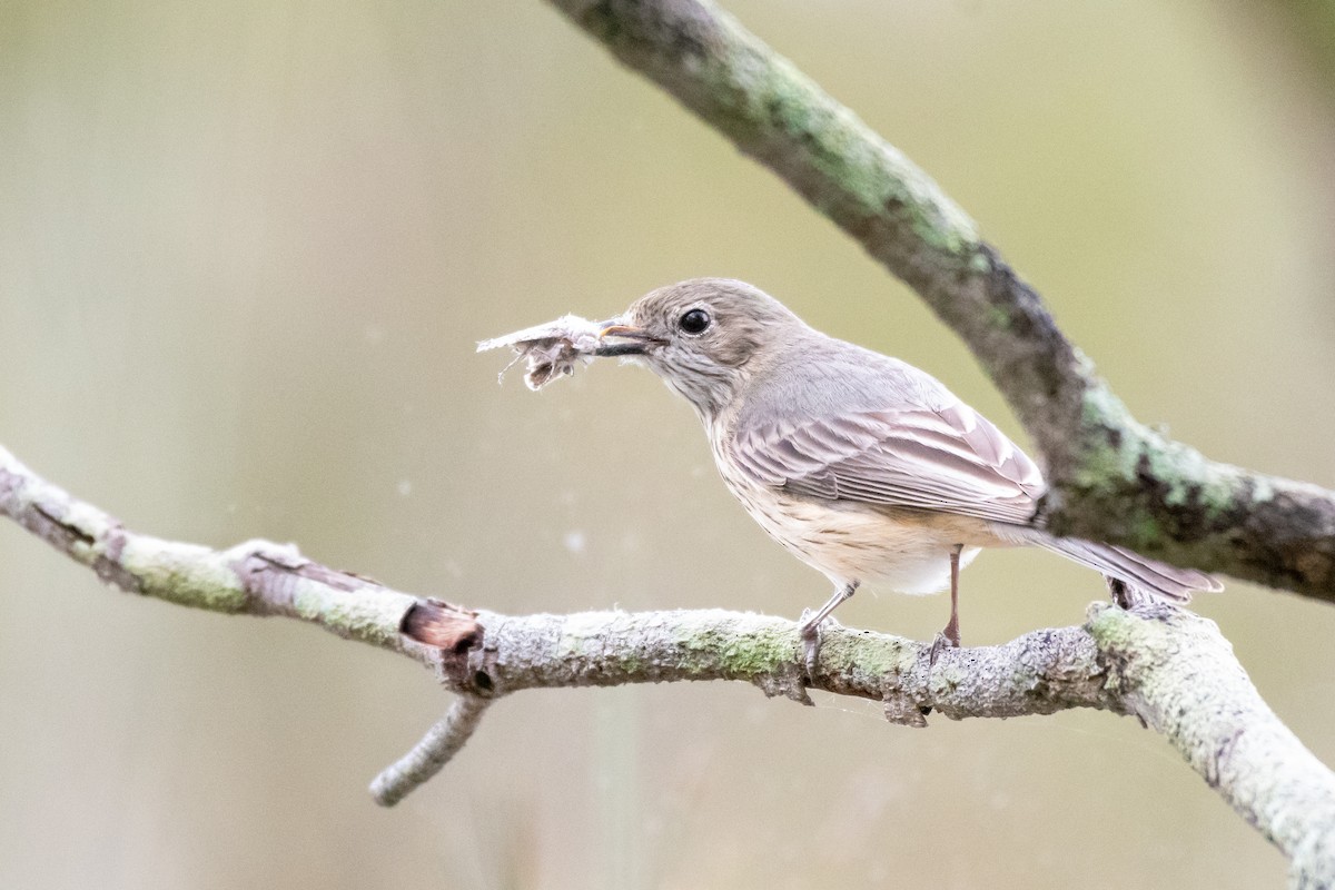 Rufous Whistler - Connor Evand