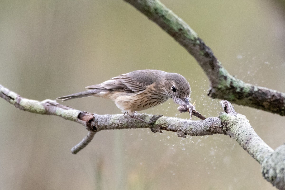 Rufous Whistler - Connor Evand