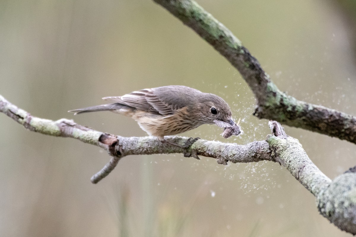 Rufous Whistler - Connor Evand