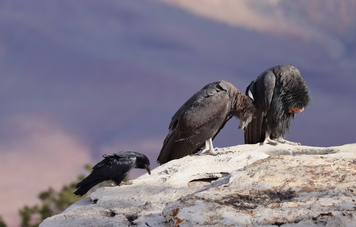 California Condor - ML610718224