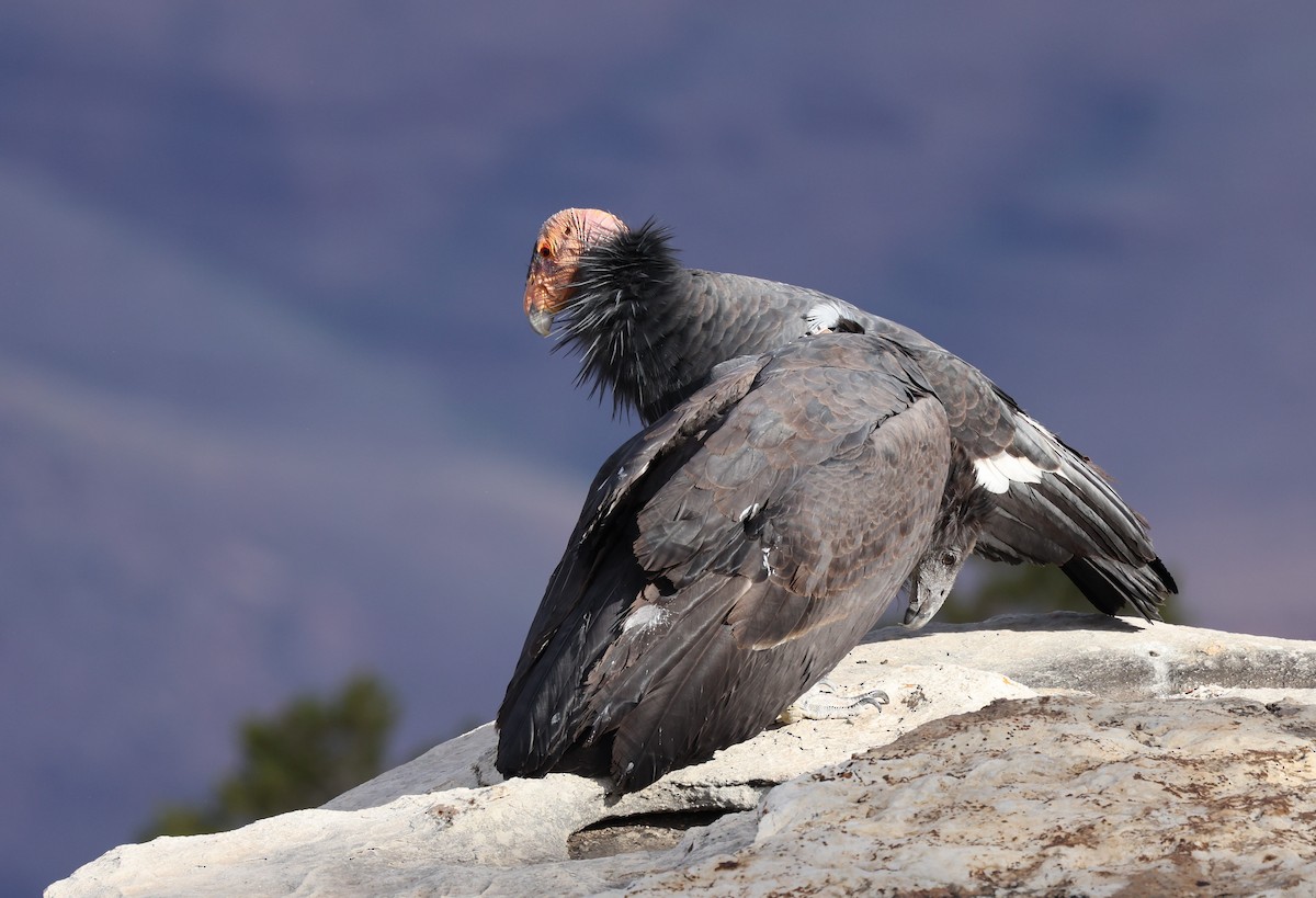 California Condor - Vicky Sroczynski