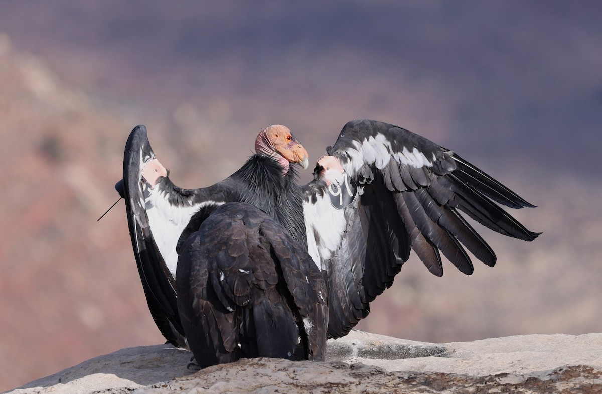 California Condor - ML610718286