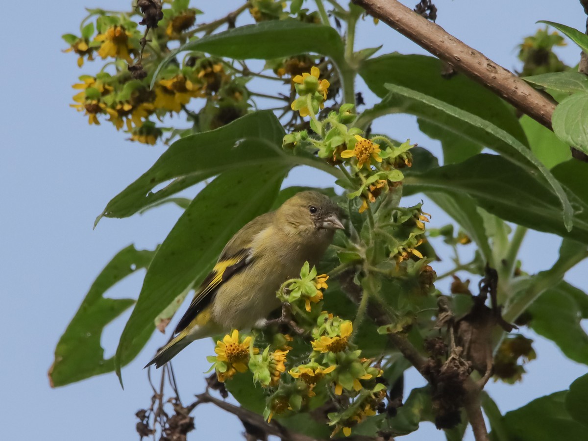 Andean Siskin - ML610718397