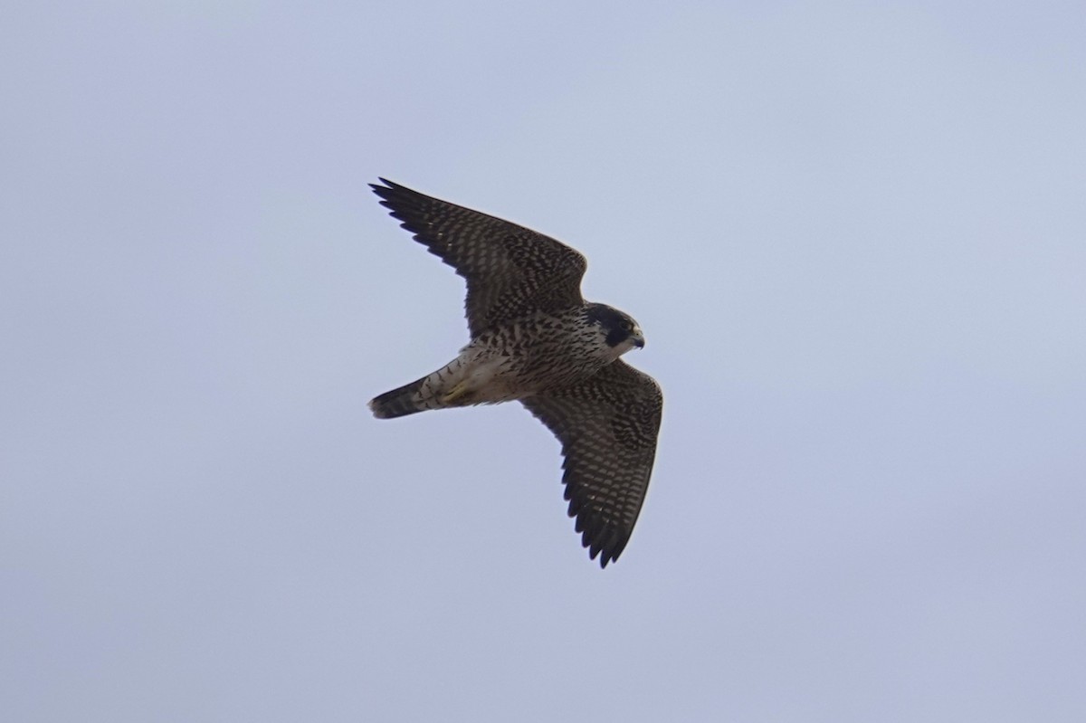 Peregrine Falcon - ML610718473