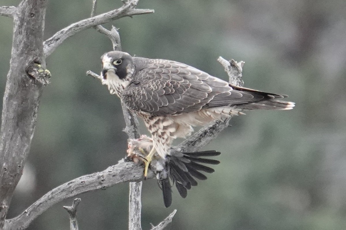 Peregrine Falcon - ML610718475