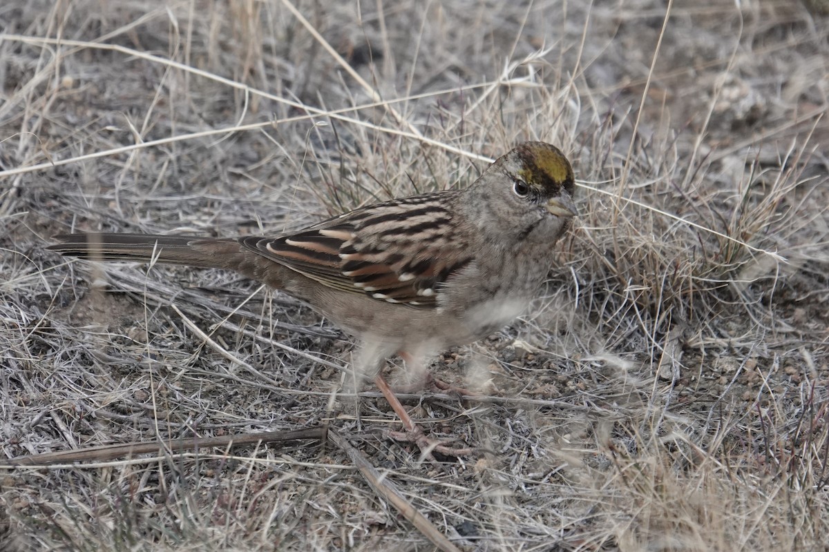 Golden-crowned Sparrow - ML610718476