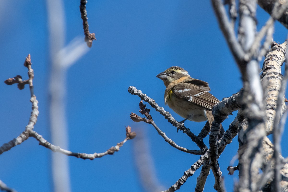 Black-headed Grosbeak - ML610718493