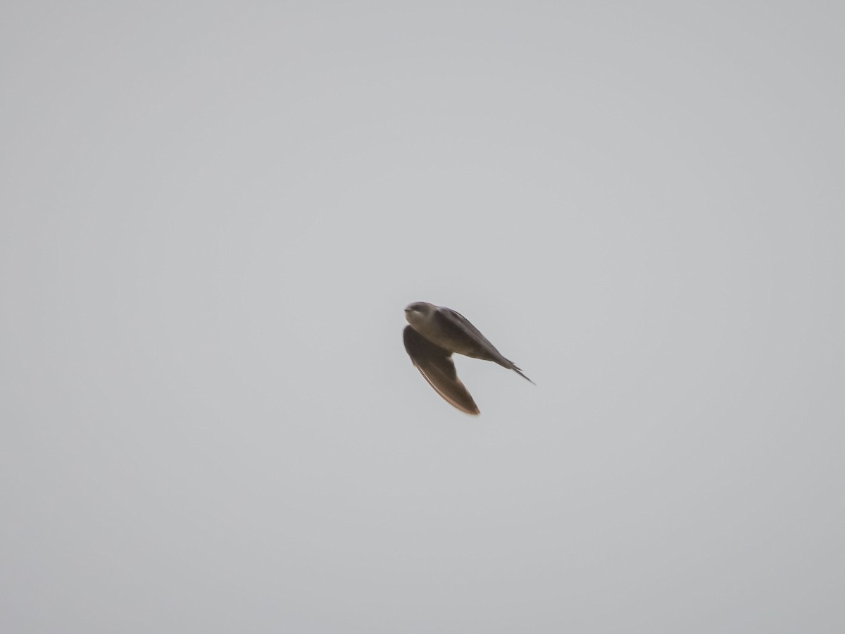 Brown-bellied Swallow - ML610718508