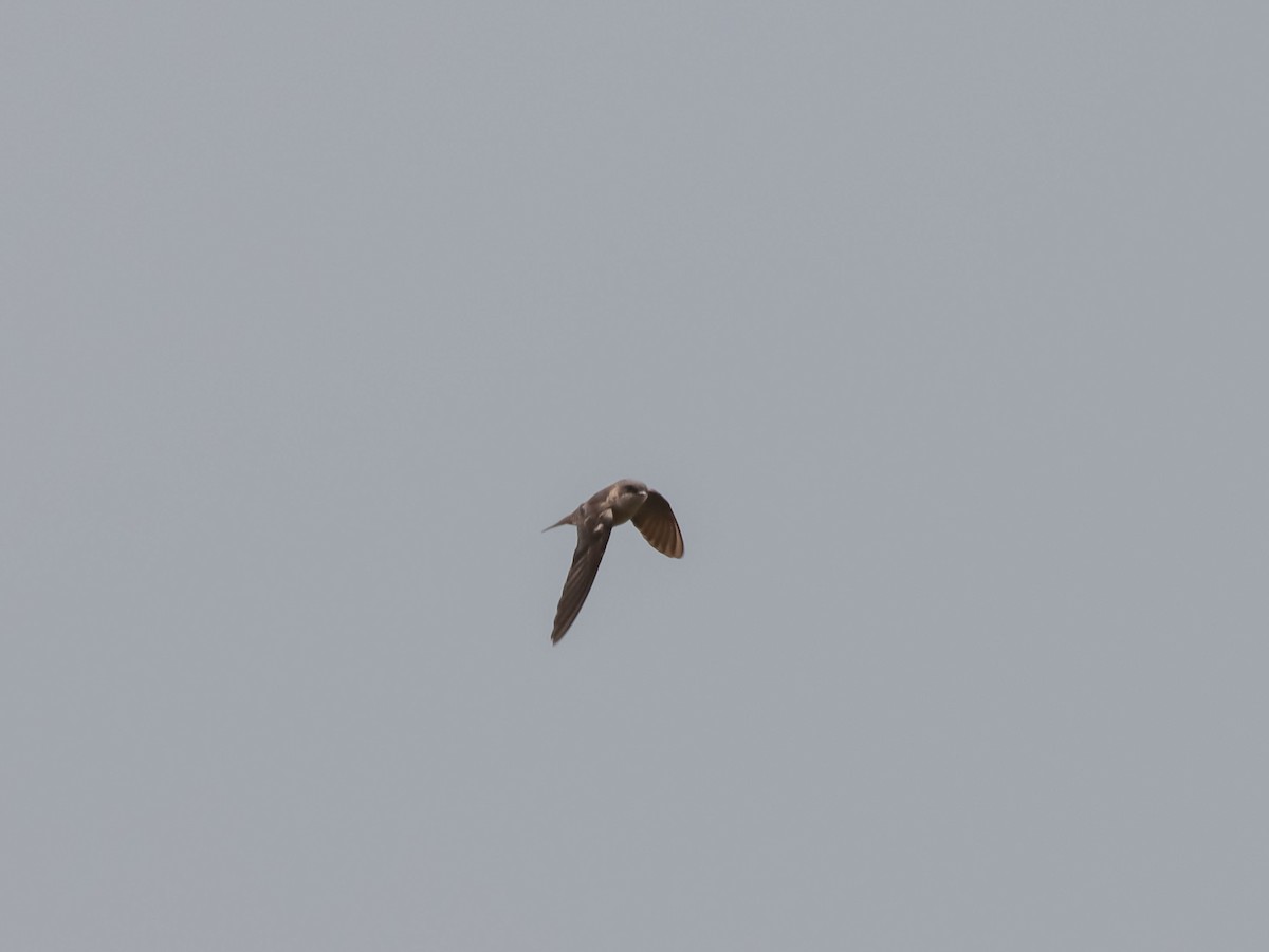 Brown-bellied Swallow - ML610718509