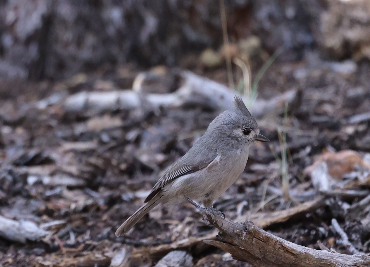 Juniper Titmouse - Vicky Sroczynski