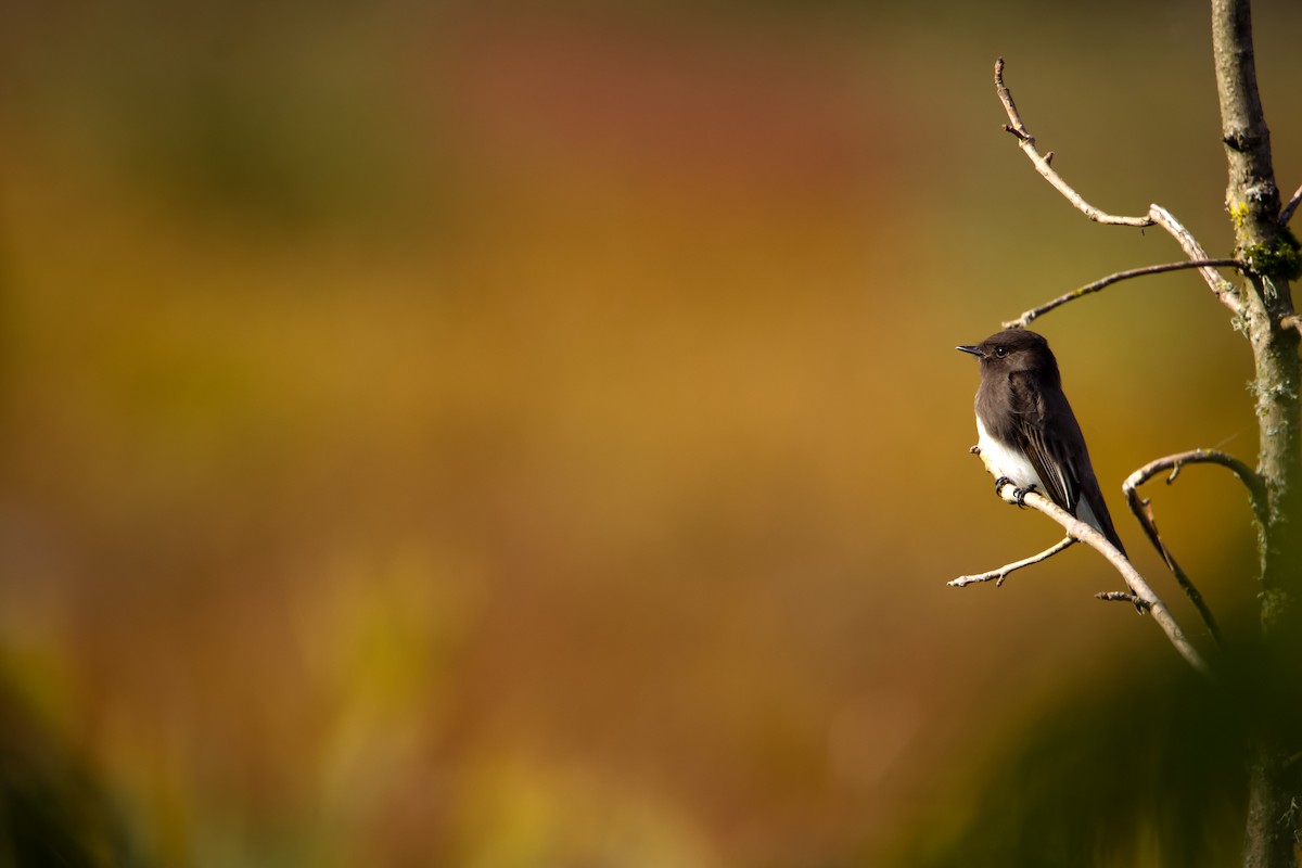 Black Phoebe - Amanda Aman