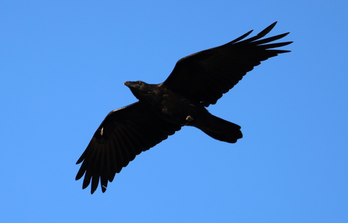 Common Raven - ML610718551