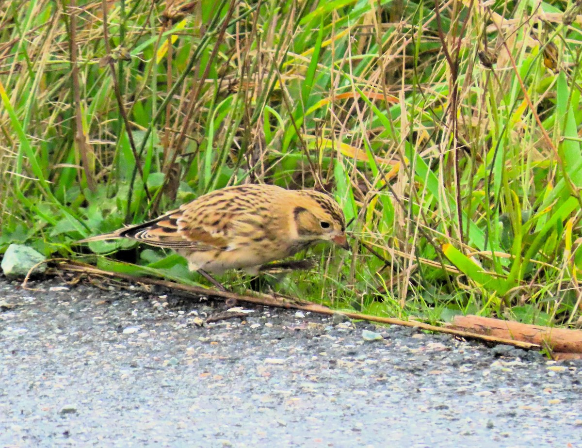 Lapland Longspur - ML610718614