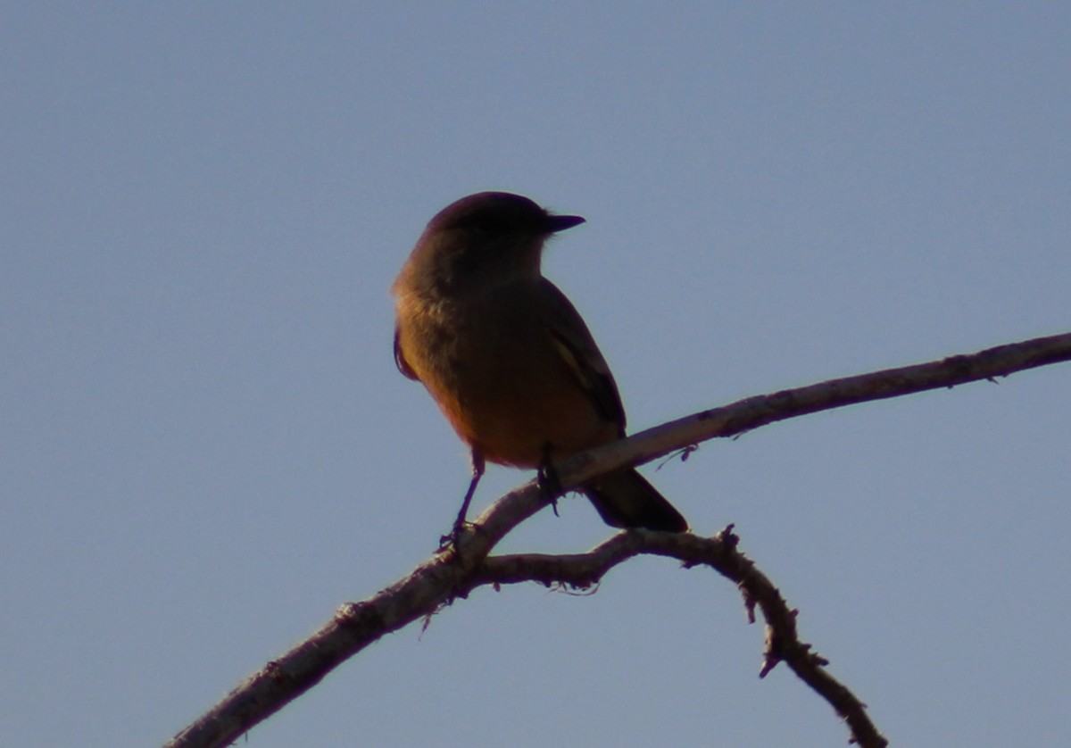 Say's Phoebe - ML610718665