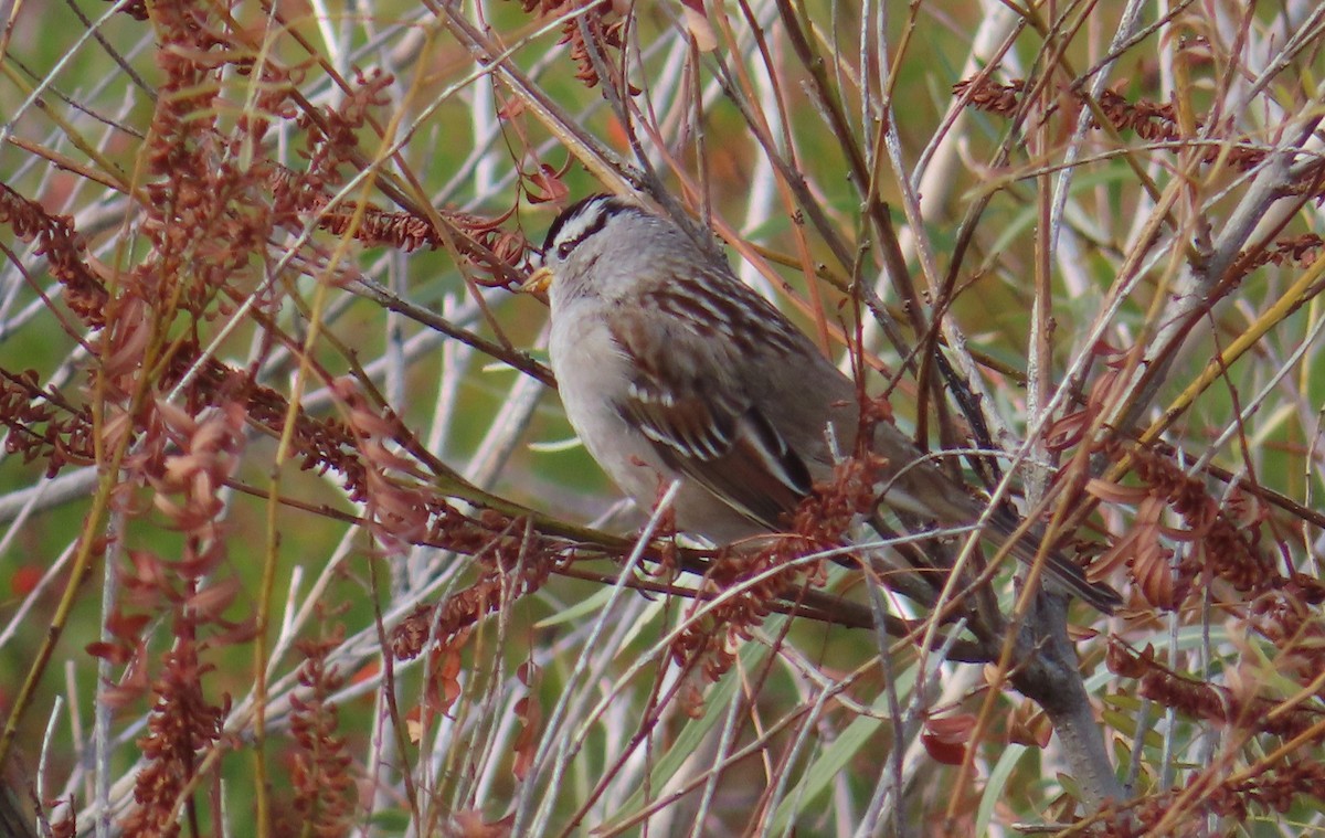 Bruant à couronne blanche - ML610718770