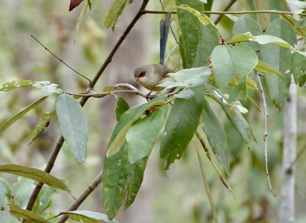 Variegated Fairywren - ML610718782