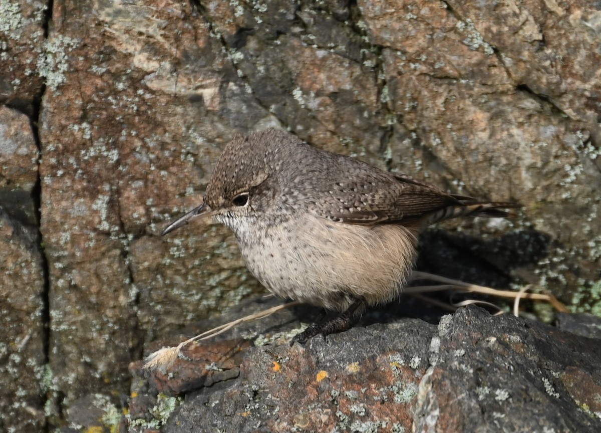 Rock Wren - ML610718880