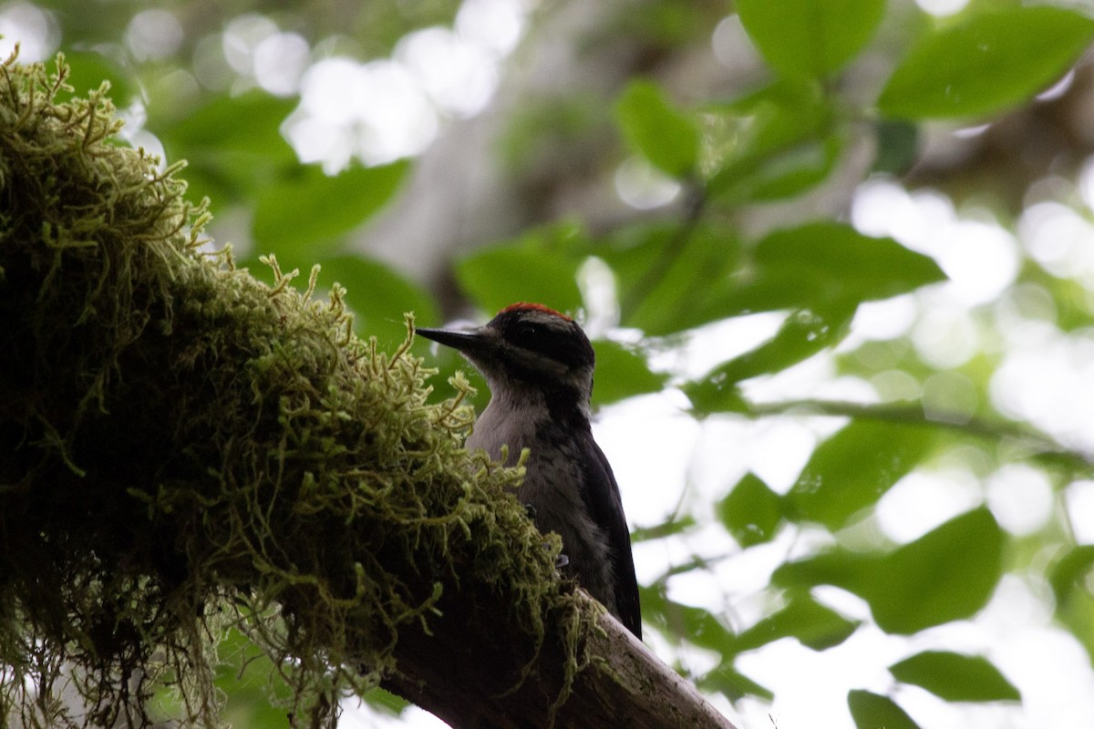 Hairy Woodpecker - ML610718970