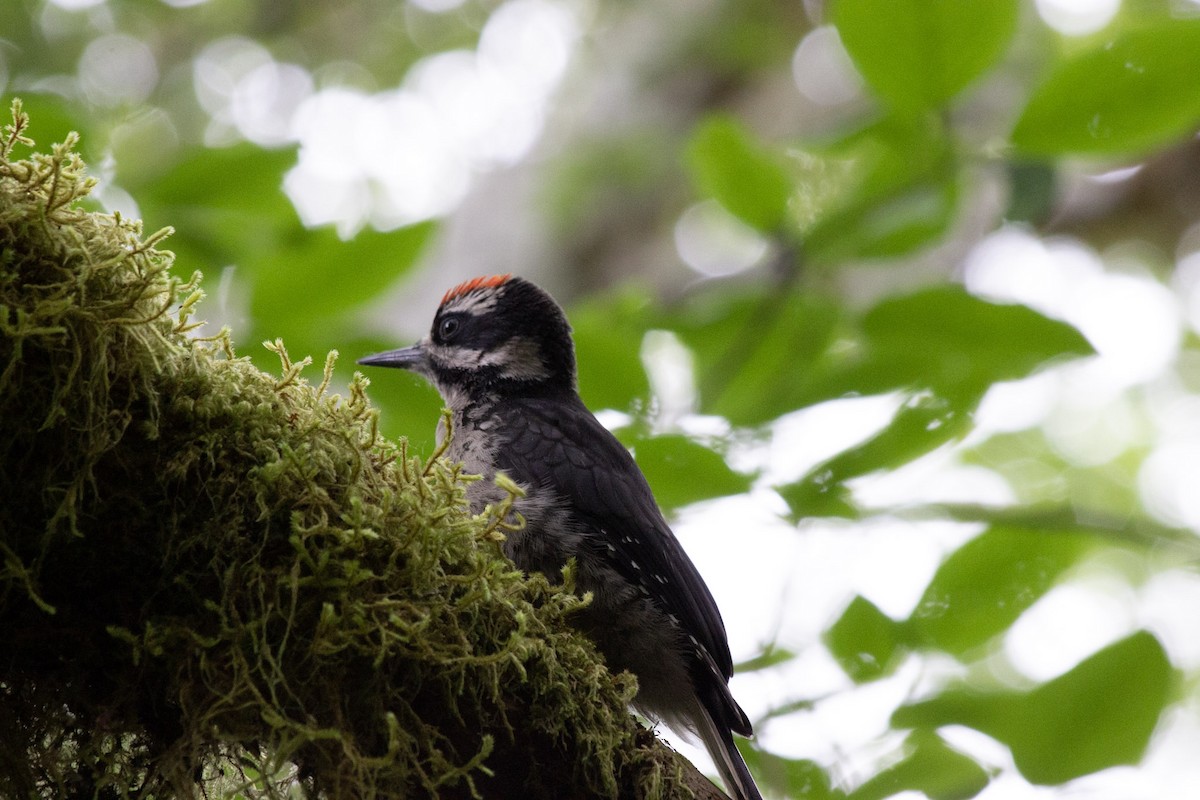 Hairy Woodpecker - ML610718971