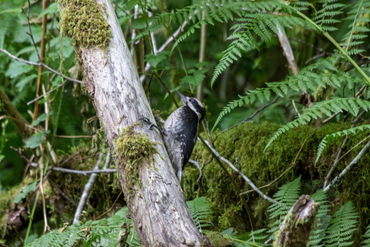 Hairy Woodpecker - ML610718972