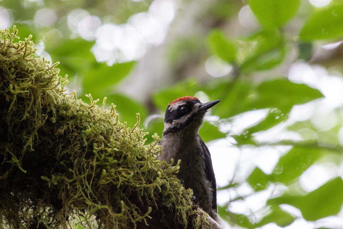 Hairy Woodpecker - ML610718973