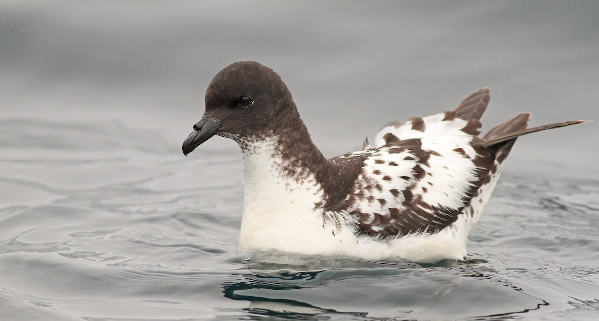 Cape Petrel - ML61071901