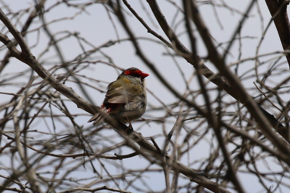 Red-browed Firetail - ML610719027