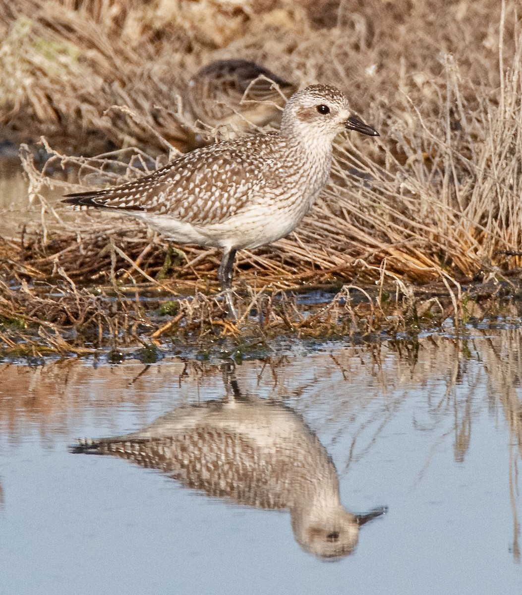 Black-bellied Plover - ML610719080