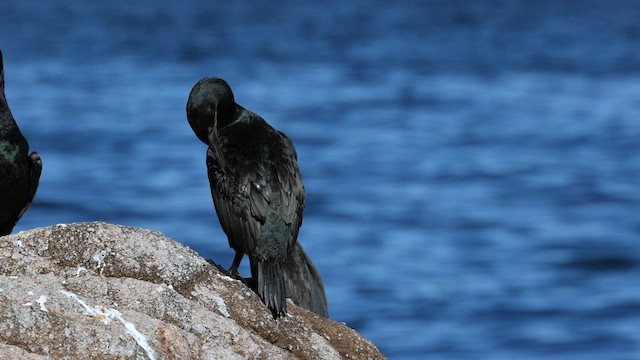 Brandt's Cormorant - ML610719090