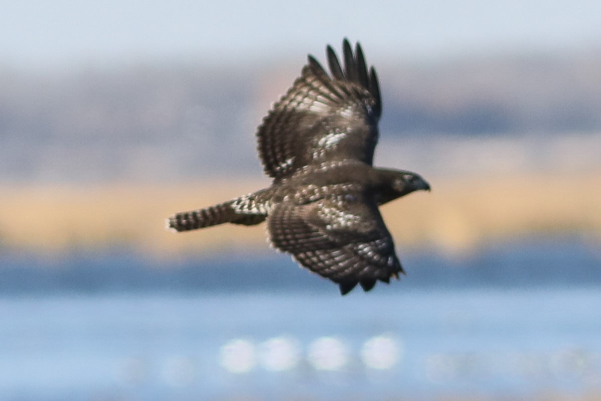 Red-tailed Hawk (Harlan's) - ML610719149