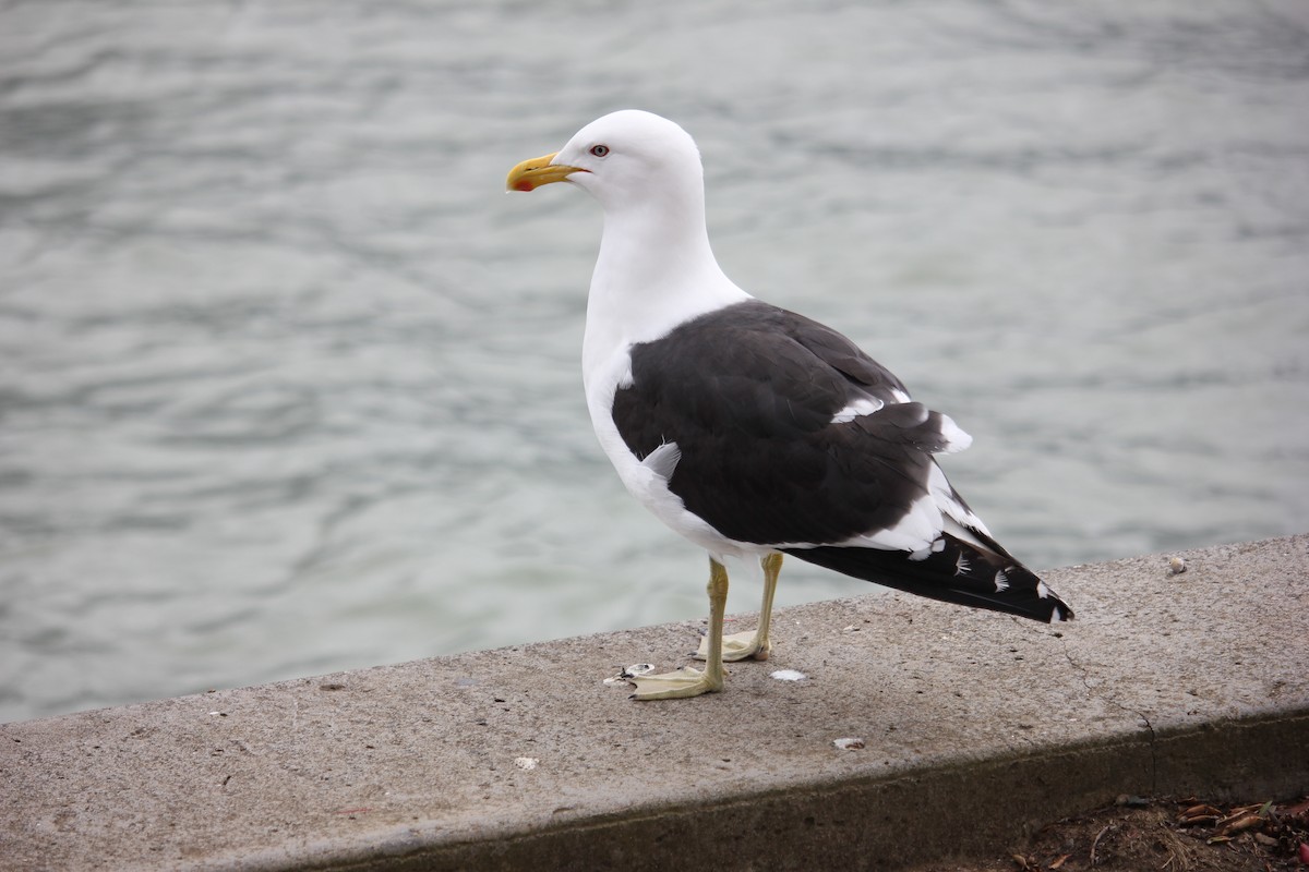 Kelp Gull - ML610719153