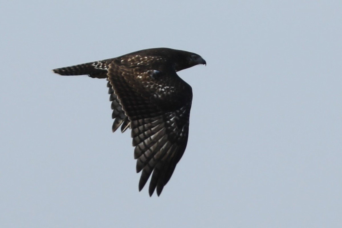 Red-tailed Hawk (Harlan's) - Irene Crosland