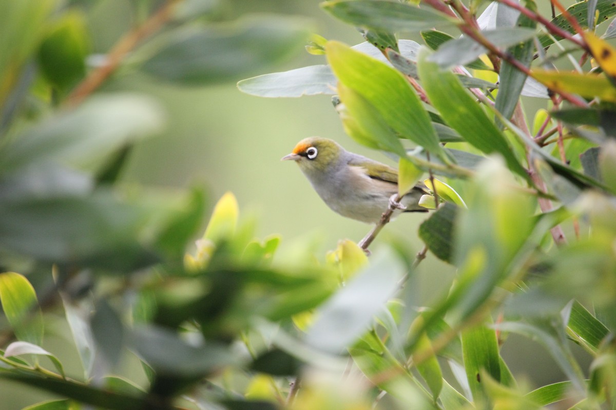 Graumantel-Brillenvogel - ML610719175