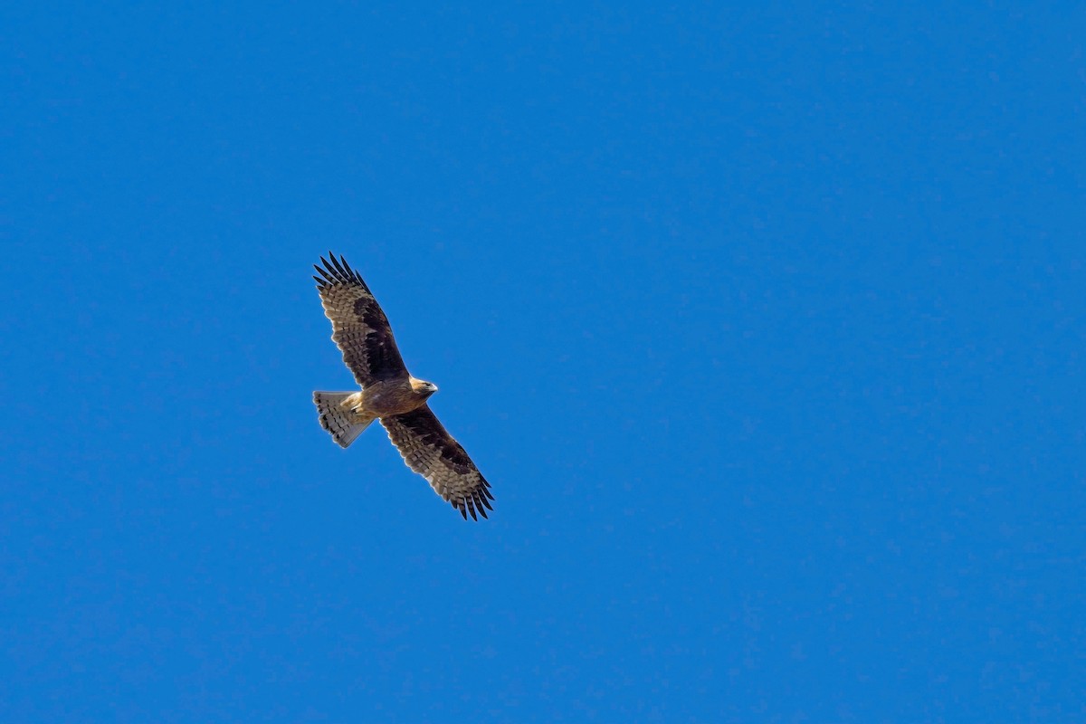 Little Eagle - Paul McDonald