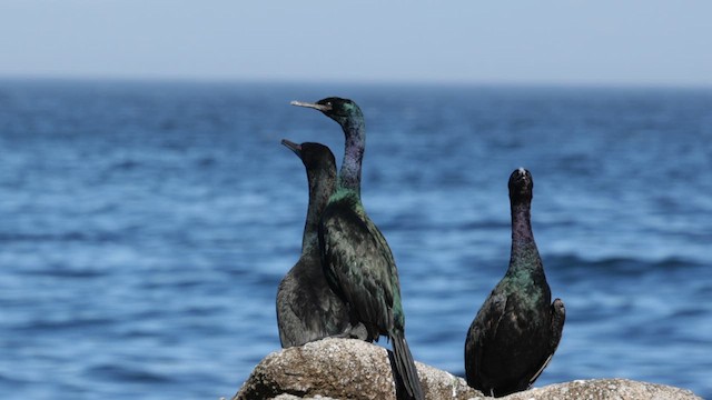 Cormorán Pelágico - ML610719214