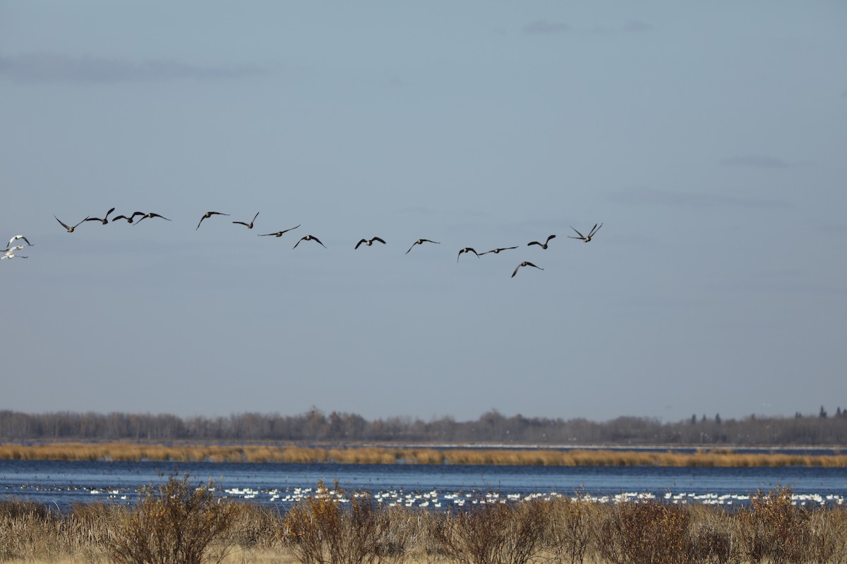 Snow Goose - ML610719221