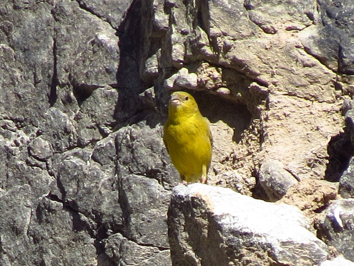 Greenish Yellow-Finch - ML610719261