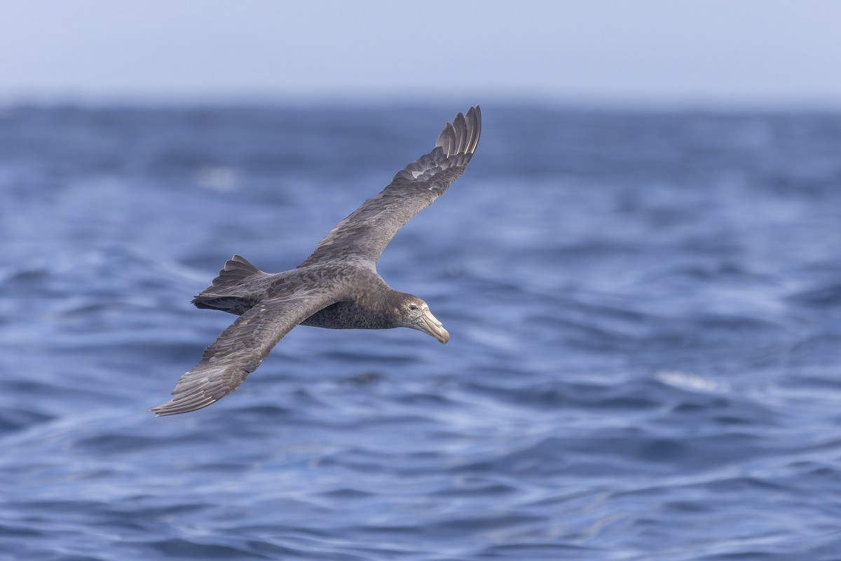 Northern Giant-Petrel - Oscar Thomas