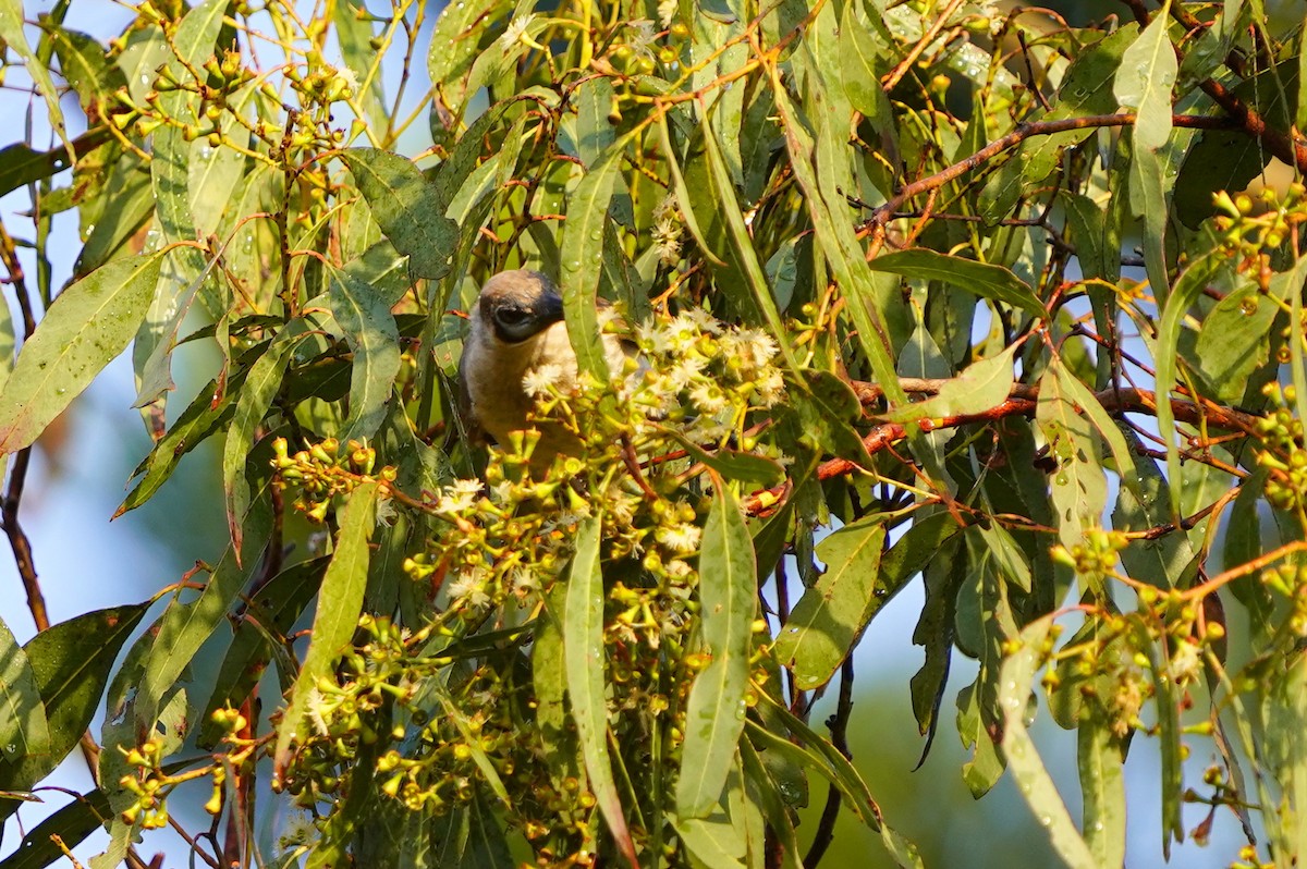 Little Friarbird - ML610719282