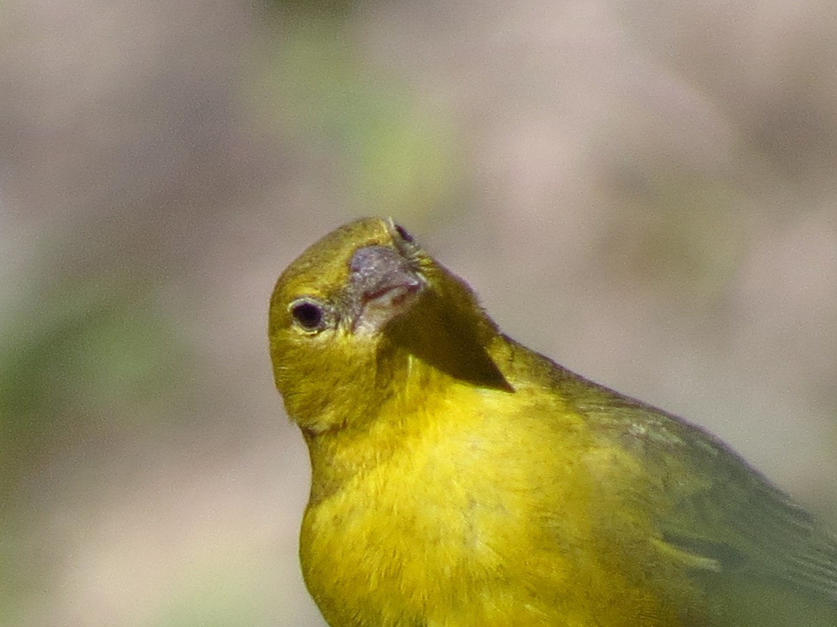 Greenish Yellow-Finch - ML610719302