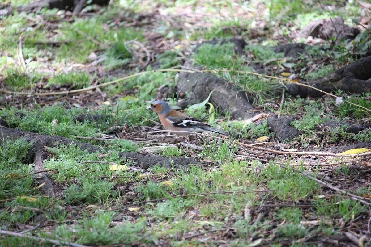 Common Chaffinch - ML610719308