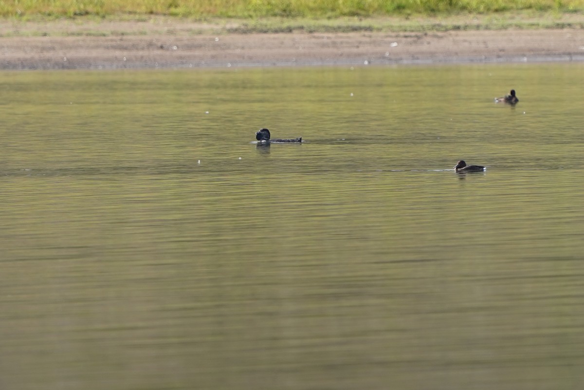 Musk Duck - ML610719310