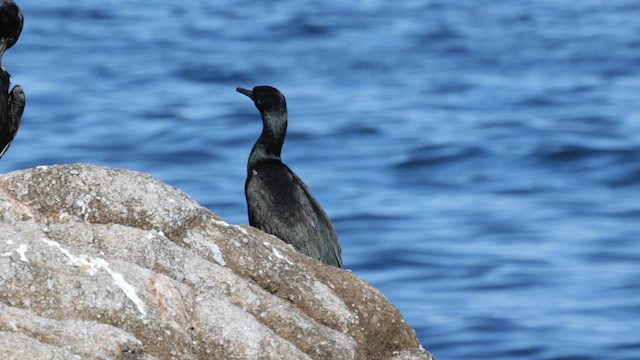 Cormoran de Brandt - ML610719320