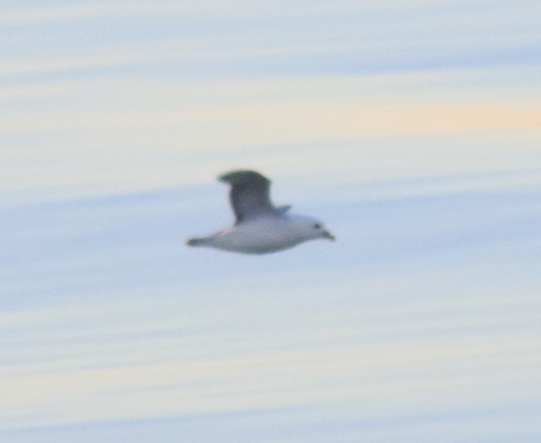 Fulmar boréal - ML610719335