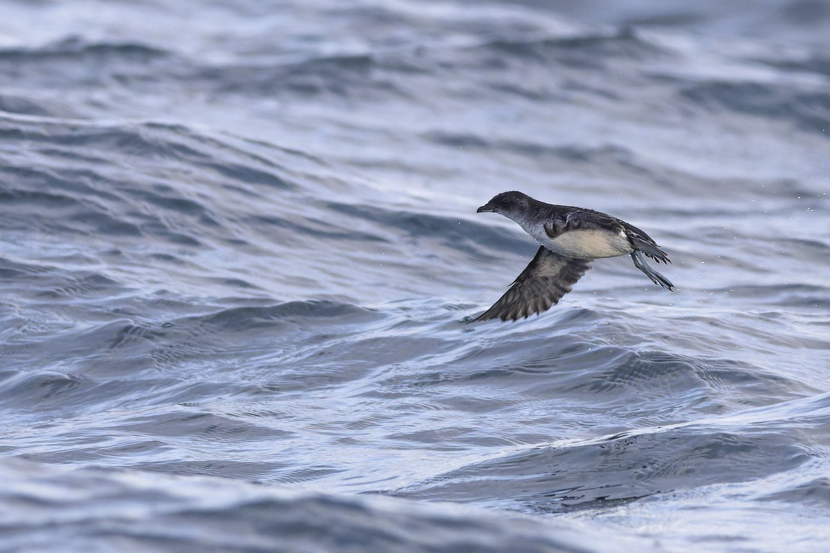 Common Diving-Petrel - Oscar Thomas