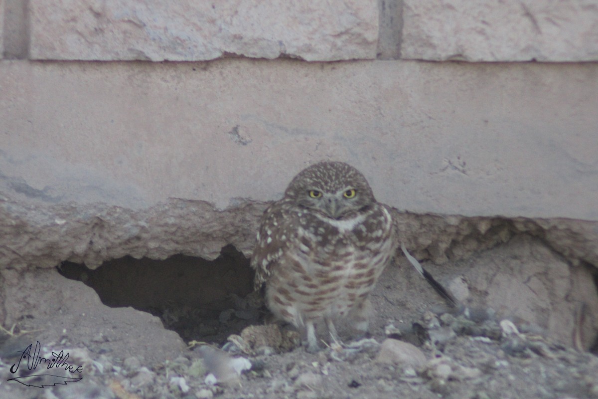 Burrowing Owl - ML610719395