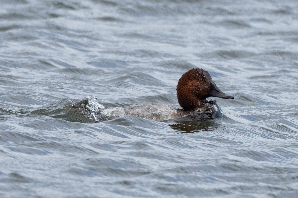 Common Pochard - Eric VanderWerf