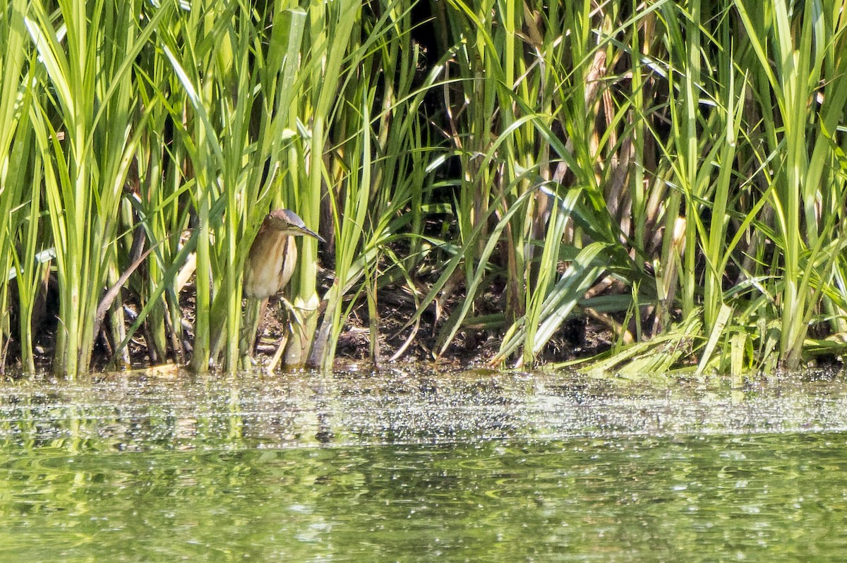 Black-backed Bittern - ML610719634