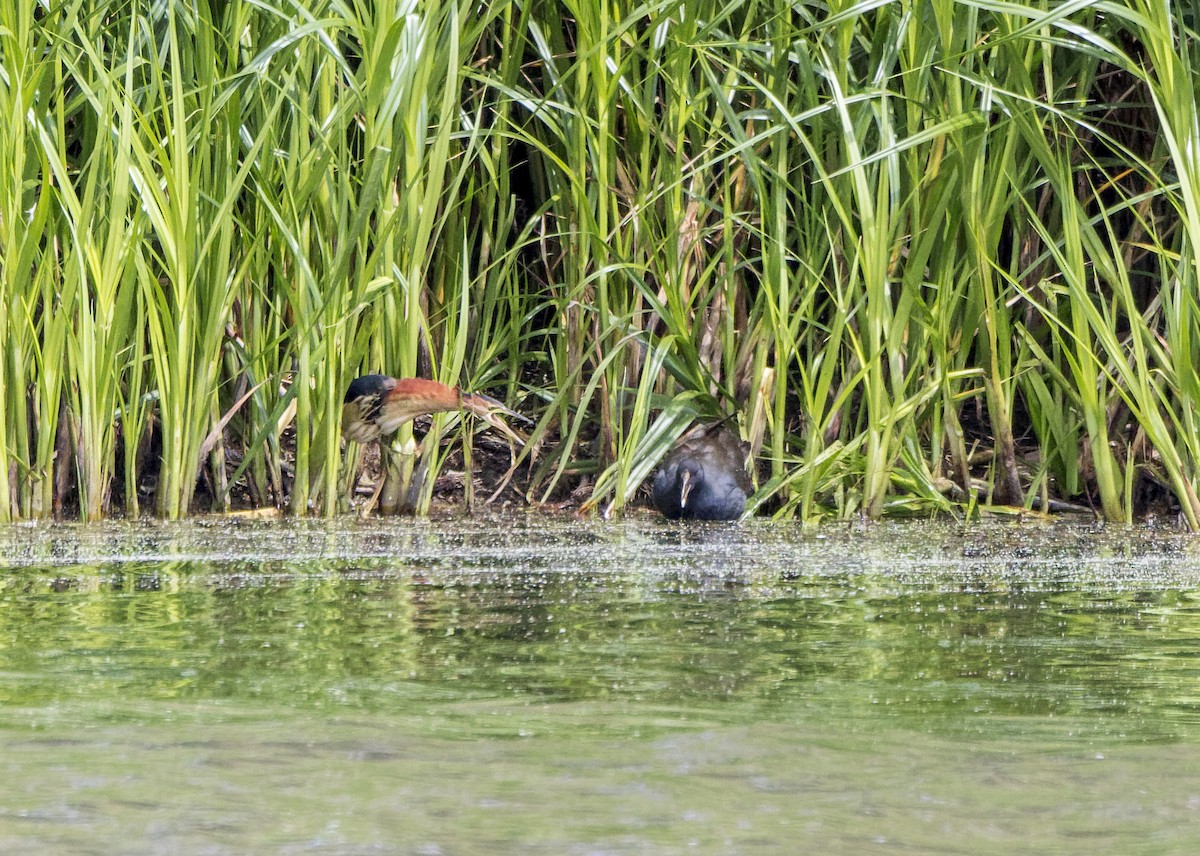 Black-backed Bittern - ML610719637