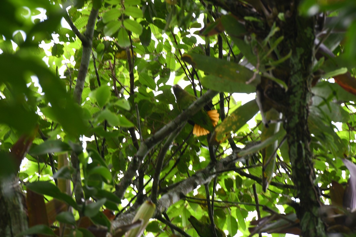 Golden-tailed Parrotlet - Doug Fishman